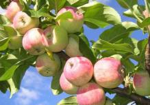 Омоложение организма яблоками: рецепт будущего