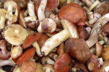 Ученые доказали, что грибы помогают похудеть