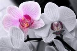 Как пересадить орхидею фаленопсис