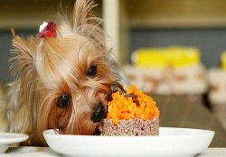 Какое питание подходит для собаки?