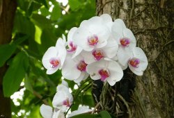 Уход за фаленопсисами: все примудрости выращивания домашних орхидей