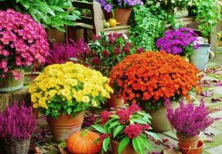 Выращивание цветов и садовых растений