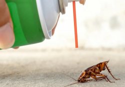 Как потравить тараканов в Хабаровске