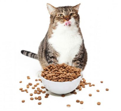 Якими кормами краще годувати свійських котів?