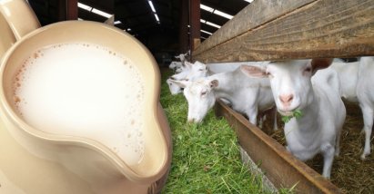 Состав и полезные свойства козьего молока