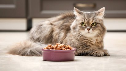 Сухий корм для котів: види та поради вибору