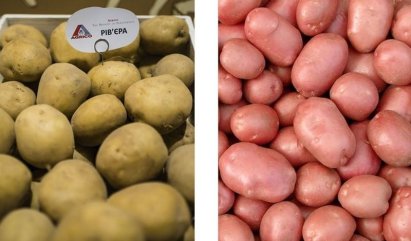 Семенной картофель: советы выбора и выгодной покупки
