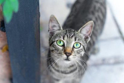 Як привчити вуличного кота до життя у квартирі?