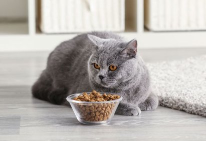 Стоит ли переводить кошку на сухой корм