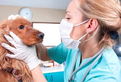Основы ветеринарной медицины: Роль и задачи ветеринарного доктора