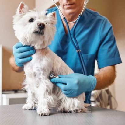 Ветеринарная клиника: Забота о здоровье ваших питомцев
