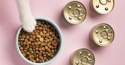 Сухой корм для котика и вода: ищем баланс