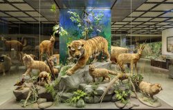 Секретные музеи старой Москвы